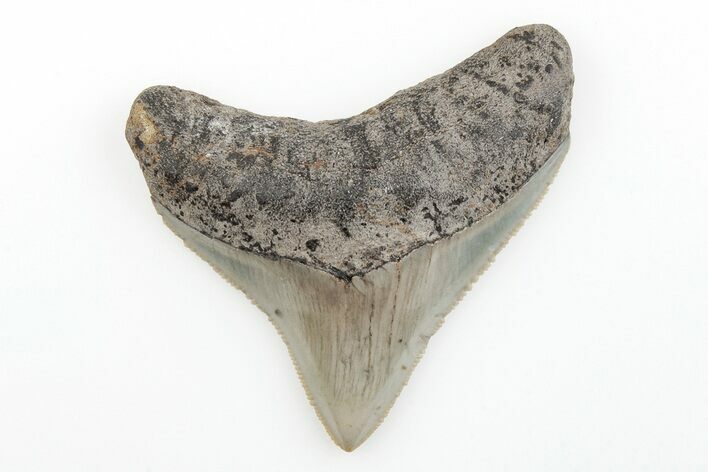 Serrated, Juvenile Megalodon Tooth - North Carolina #196033
